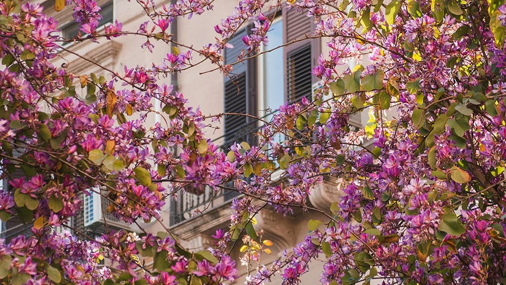 MARCH 2025 WALLPAPERS – 55 FREE PHONE &amp; DESKTOP Options + Women&#8217;s History Month, Oh So Lovely Blog
