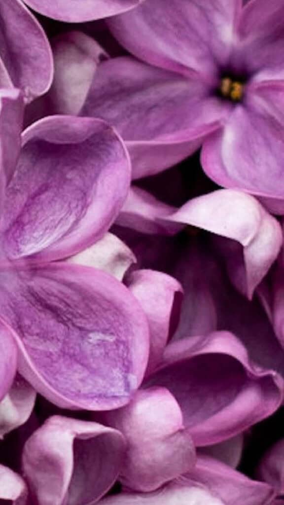 MARCH 2025 WALLPAPERS – 55 FREE PHONE &amp; DESKTOP Options + Women&#8217;s History Month, Oh So Lovely Blog