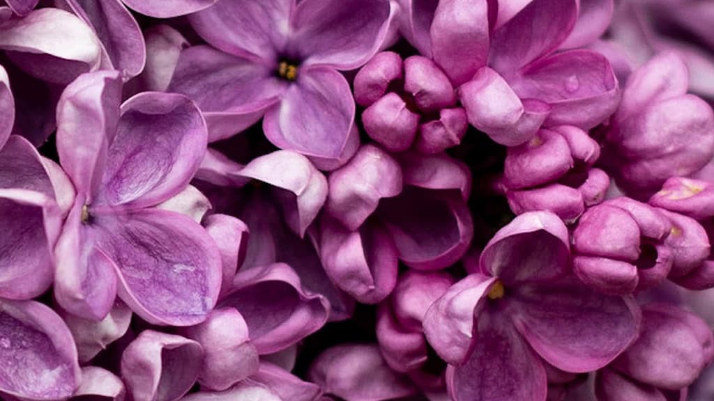 MARCH 2025 WALLPAPERS – 55 FREE PHONE &amp; DESKTOP Options + Women&#8217;s History Month, Oh So Lovely Blog