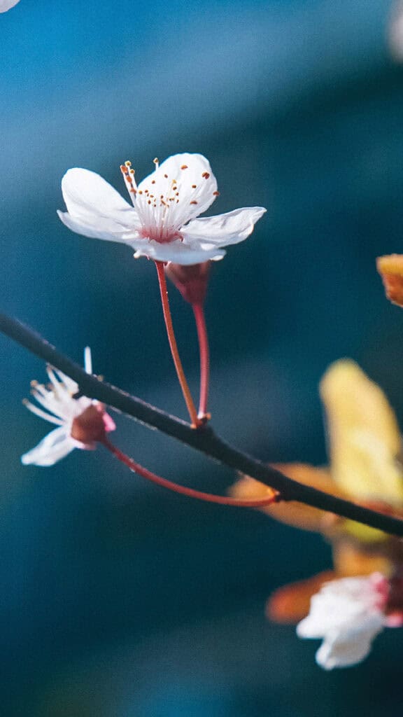 April 2025 Wallpapers – 40 Free Phone &#038; Desktop Calendars!, Oh So Lovely Blog