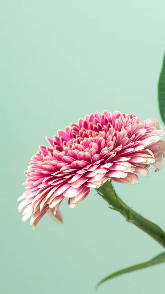 April 2025 Wallpapers – 40 Free Phone &#038; Desktop Calendars!, Oh So Lovely Blog
