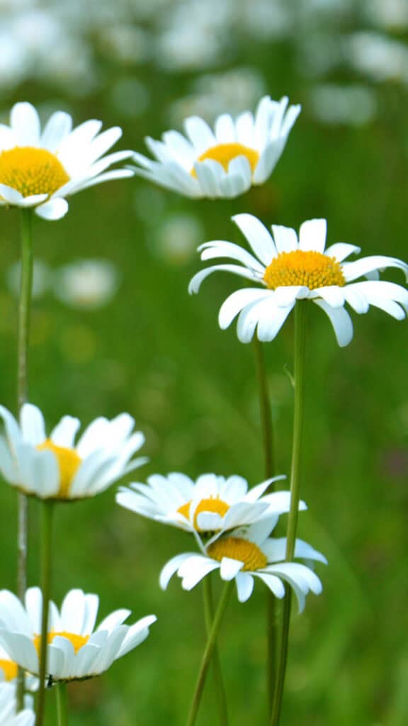 April 2025 Wallpapers – 40 Free Phone &#038; Desktop Calendars!, Oh So Lovely Blog