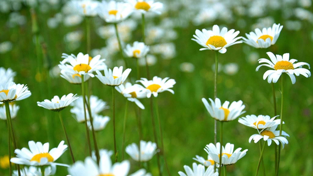 April 2025 Wallpapers – 40 Free Phone &#038; Desktop Calendars!, Oh So Lovely Blog