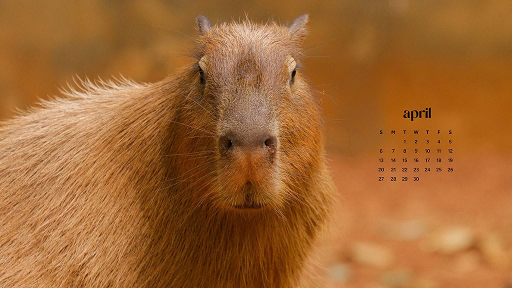 April 2025 Wallpapers – 40 Free Phone &#038; Desktop Calendars!, Oh So Lovely Blog