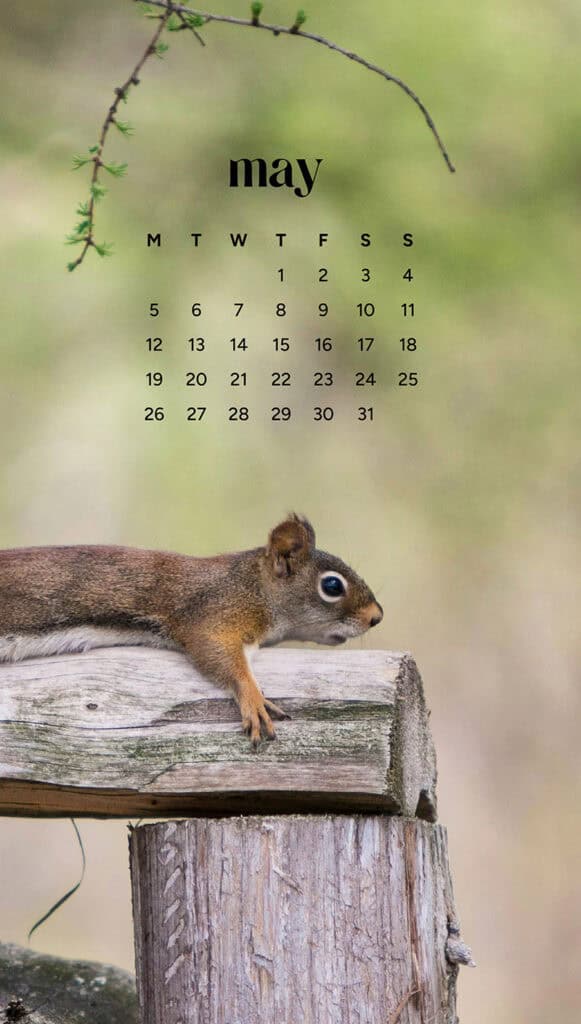 MAY 2025 WALLPAPERS – 50 FREE PHONE &amp; DESKTOP CALENDARS + AAPI &amp; Jewish American heritage month, Oh So Lovely Blog