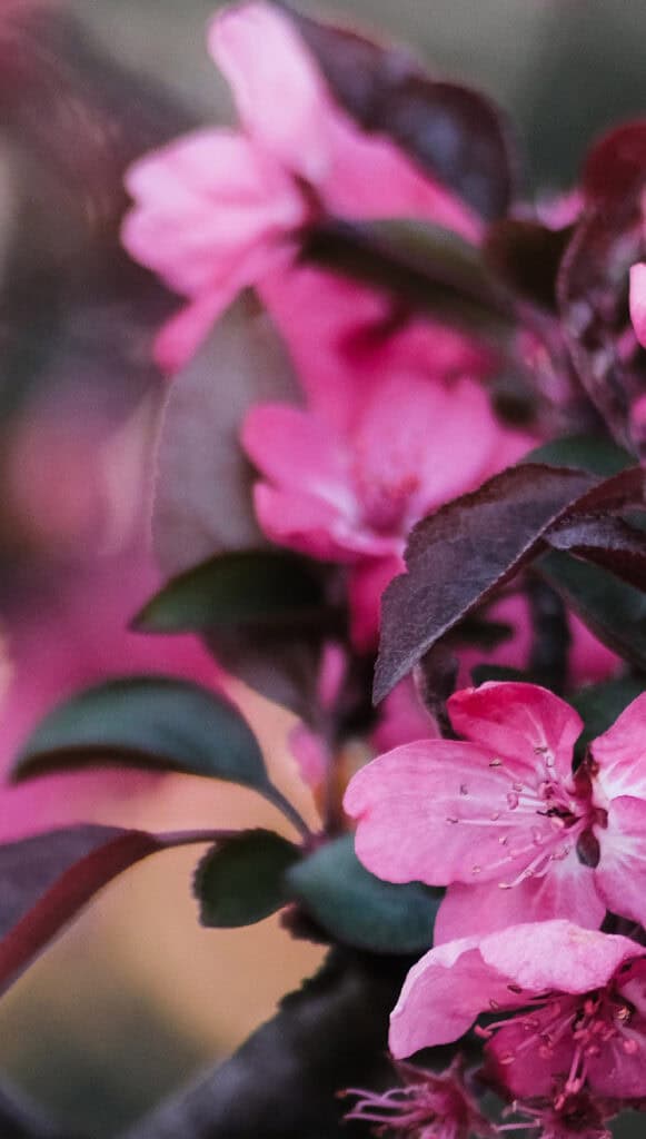MAY 2025 WALLPAPERS – 50 FREE PHONE &amp; DESKTOP CALENDARS + AAPI &amp; Jewish American heritage month, Oh So Lovely Blog