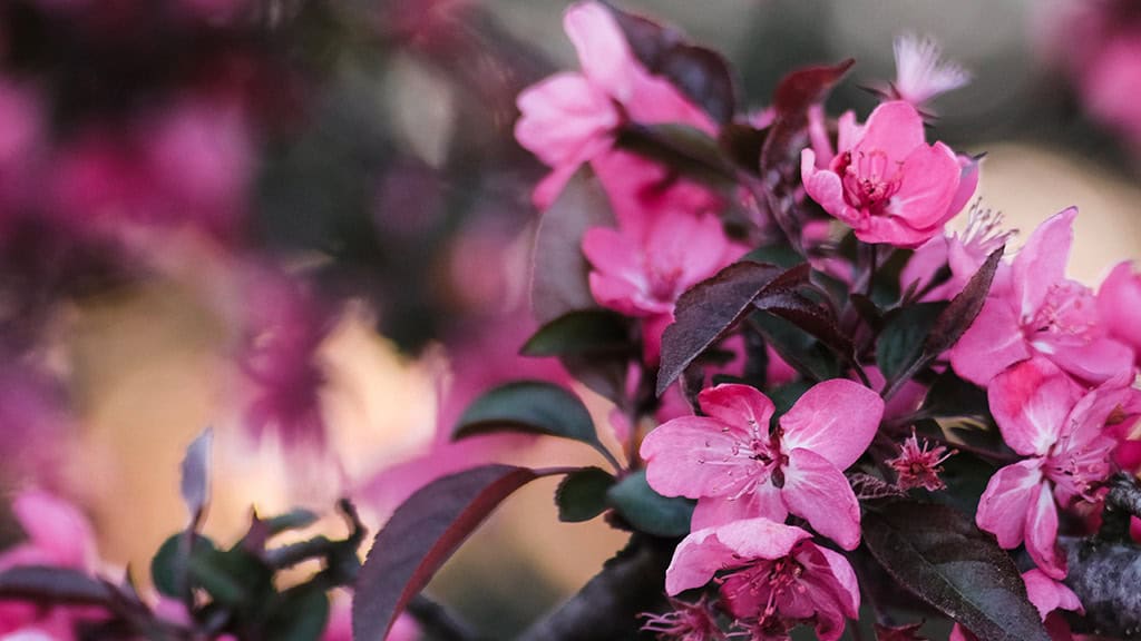 MAY 2025 WALLPAPERS – 50 FREE PHONE &amp; DESKTOP CALENDARS + AAPI &amp; Jewish American heritage month, Oh So Lovely Blog