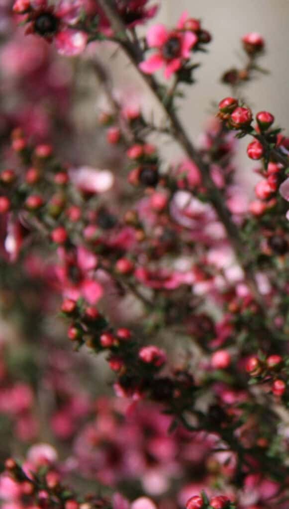 MAY 2025 WALLPAPERS – 50 FREE PHONE &amp; DESKTOP CALENDARS + AAPI &amp; Jewish American heritage month, Oh So Lovely Blog