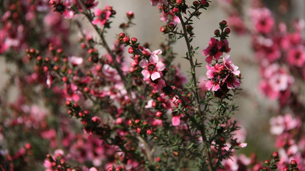 MAY 2025 WALLPAPERS – 50 FREE PHONE &amp; DESKTOP CALENDARS + AAPI &amp; Jewish American heritage month, Oh So Lovely Blog