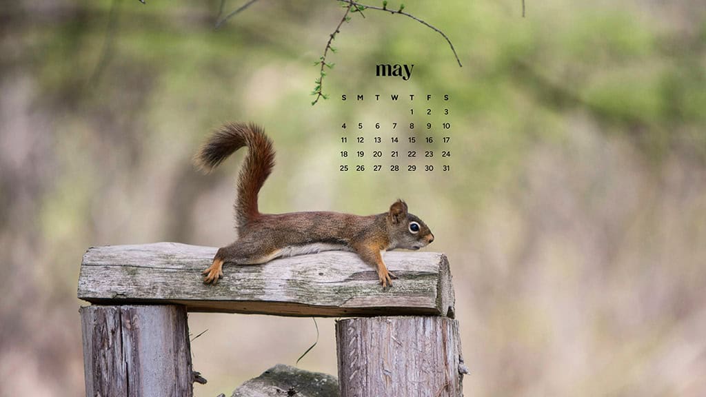 MAY 2025 WALLPAPERS – 50 FREE PHONE &amp; DESKTOP CALENDARS + AAPI &amp; Jewish American heritage month, Oh So Lovely Blog