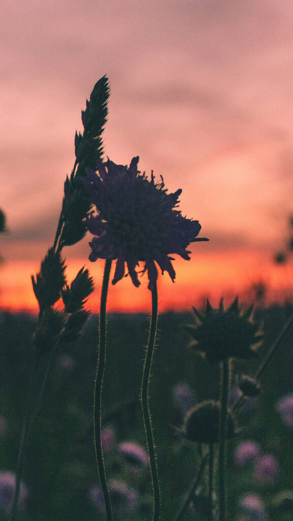July 2025 Wallpapers – 50 Free Phone &amp; Desktop Calendars + Disability Pride, Oh So Lovely Blog