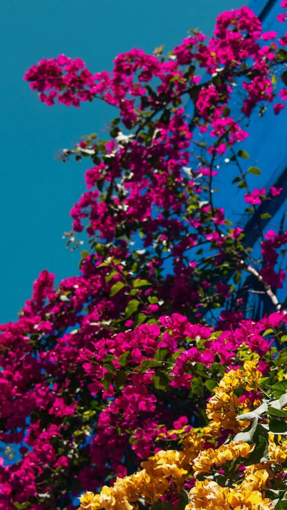 July 2025 Wallpapers – 50 Free Phone &amp; Desktop Calendars + Disability Pride, Oh So Lovely Blog