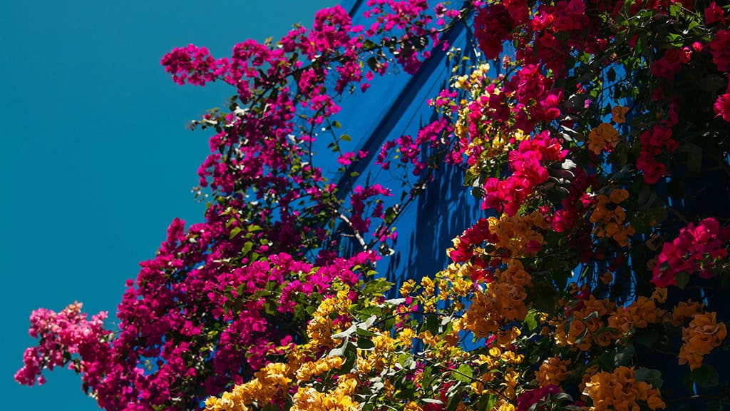 July 2025 Wallpapers – 50 Free Phone &amp; Desktop Calendars + Disability Pride, Oh So Lovely Blog