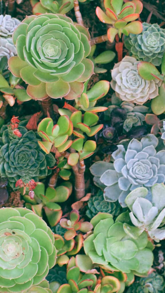 July 2025 Wallpapers – 50 Free Phone &amp; Desktop Calendars + Disability Pride, Oh So Lovely Blog
