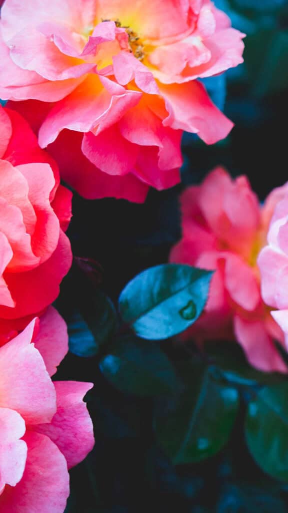 June 2025 Wallpapers – 50 free phone &amp; desktop calendars &amp; LGBTQIA+ Pride Month, Oh So Lovely Blog