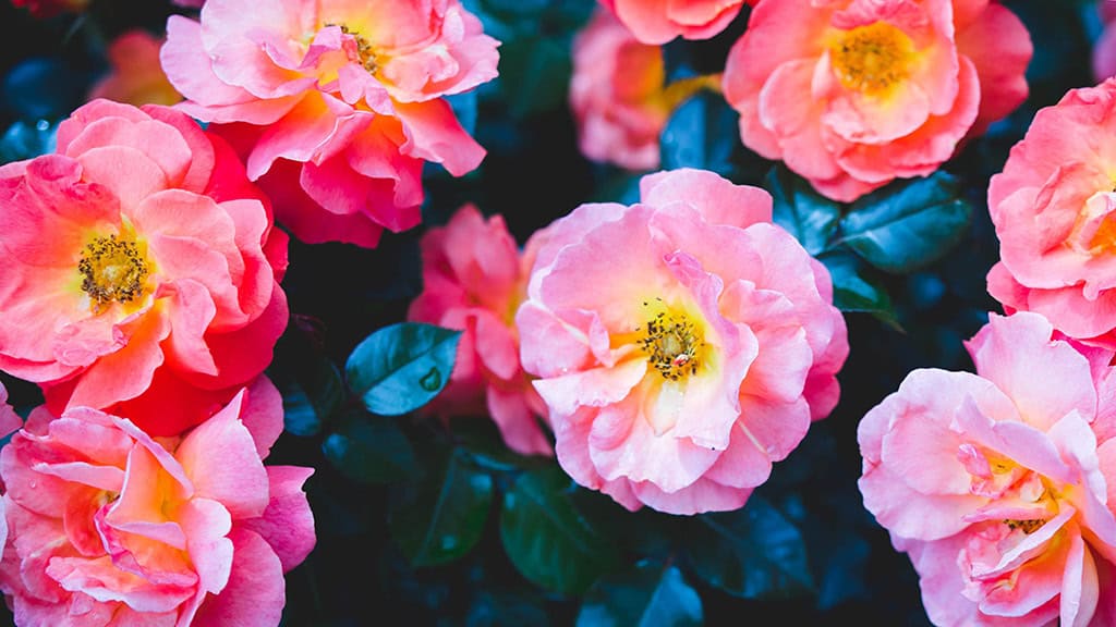 June 2025 Wallpapers – 50 free phone &amp; desktop calendars &amp; LGBTQIA+ Pride Month, Oh So Lovely Blog
