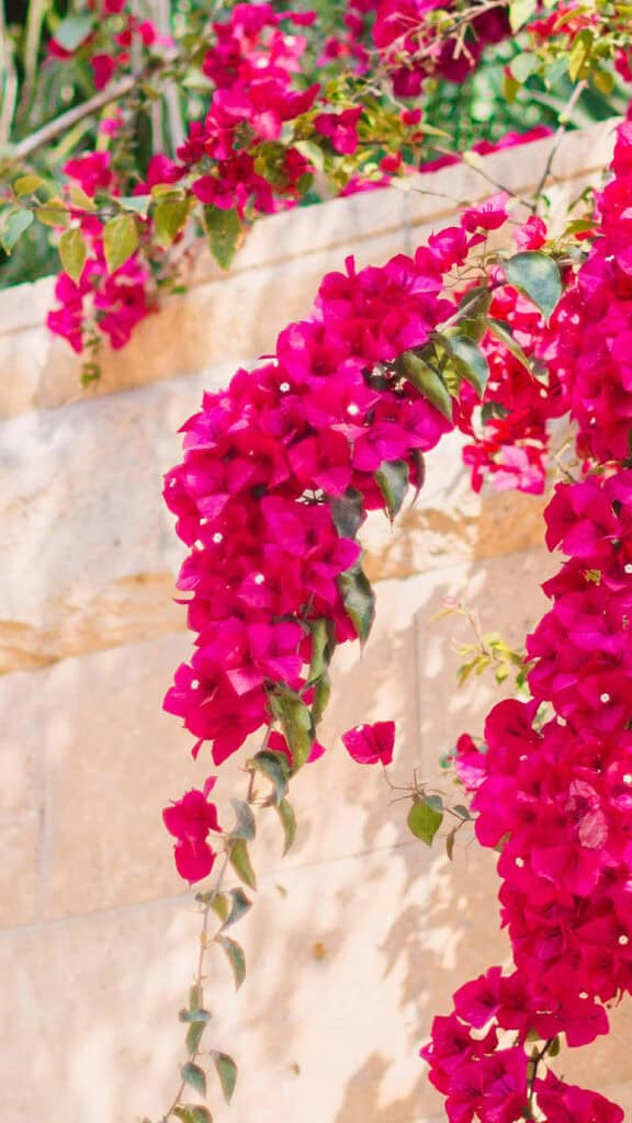 August 2025 Wallpapers – 45 Free Phone &amp; Desktop Calendars!, Oh So Lovely Blog