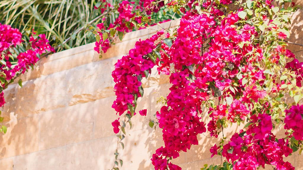 August 2025 Wallpapers – 45 Free Phone &amp; Desktop Calendars!, Oh So Lovely Blog