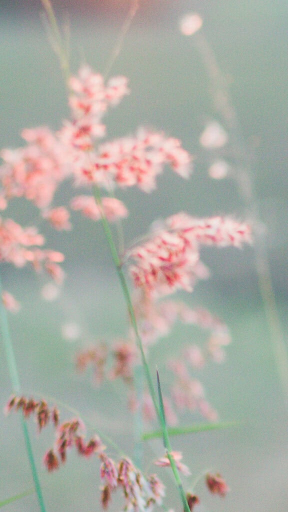 August 2025 Wallpapers – 45 Free Phone &amp; Desktop Calendars!, Oh So Lovely Blog