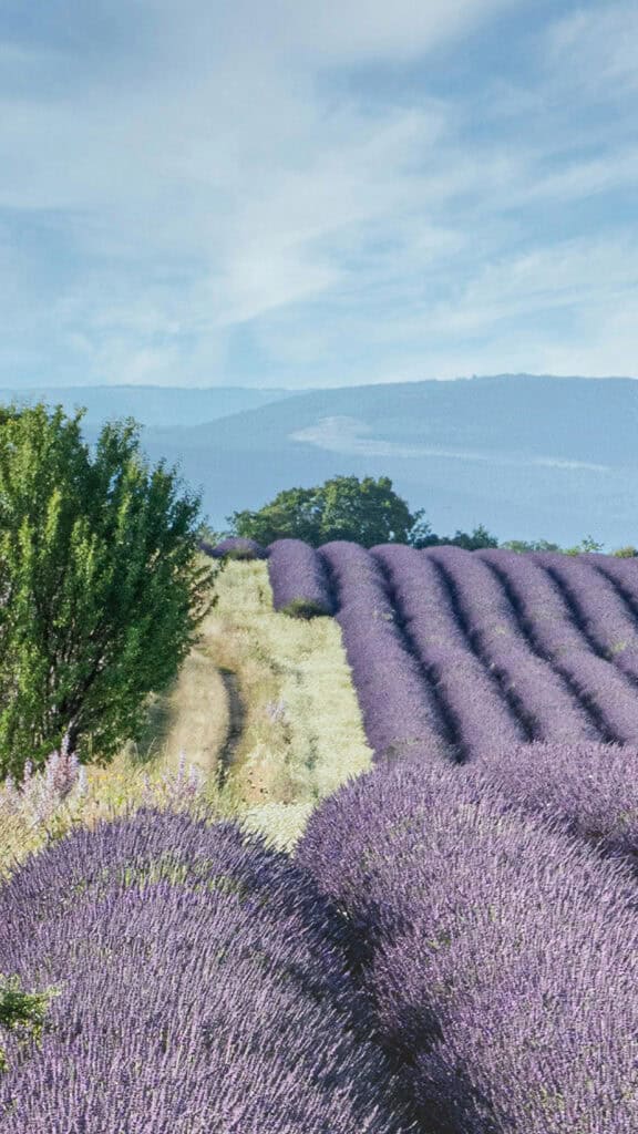 August 2025 Wallpapers – 45 Free Phone &amp; Desktop Calendars!, Oh So Lovely Blog