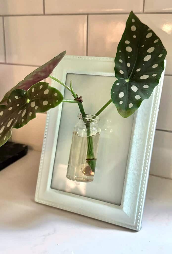 DIY Plant Propagation Wall Art, Oh So Lovely Blog
