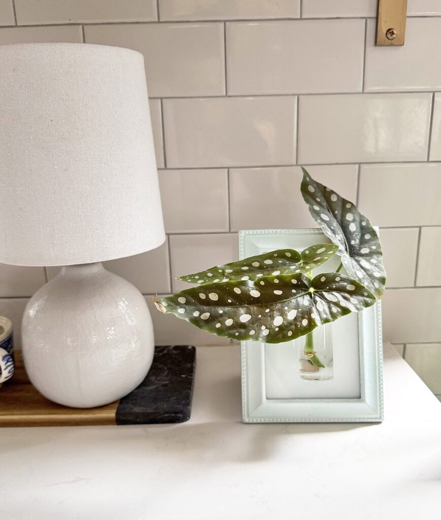 DIY Plant Propagation Wall Art, Oh So Lovely Blog