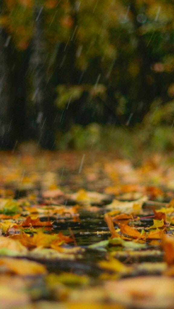 November 2025 Wallpapers – 56 Free Phone &amp; Desktop Calendars + Native American Heritage Month!, Oh So Lovely Blog