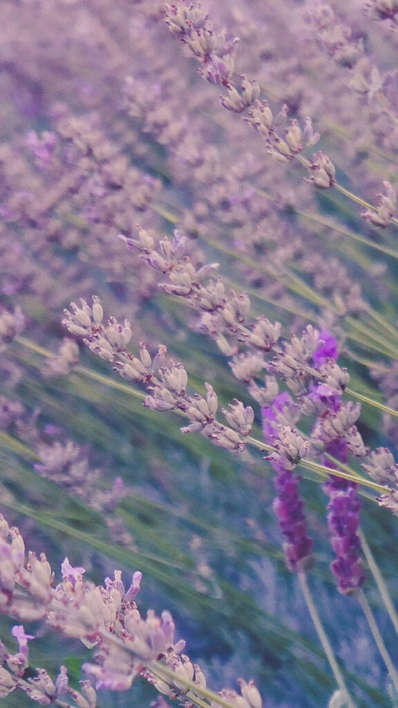 November 2025 Wallpapers – 56 Free Phone &amp; Desktop Calendars + Native American Heritage Month!, Oh So Lovely Blog