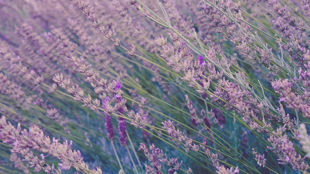 November 2025 Wallpapers – 56 Free Phone &amp; Desktop Calendars + Native American Heritage Month!, Oh So Lovely Blog