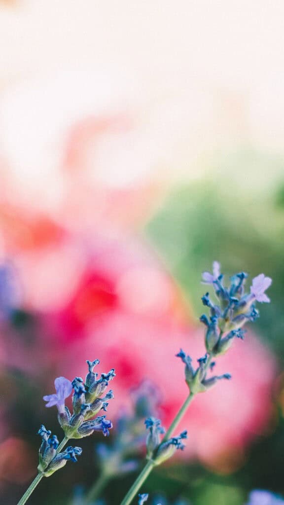 November 2025 Wallpapers – 56 Free Phone &amp; Desktop Calendars + Native American Heritage Month!, Oh So Lovely Blog