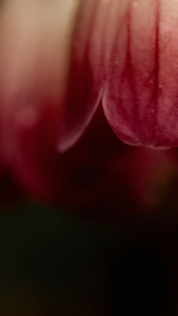 November 2025 Wallpapers – 56 Free Phone &amp; Desktop Calendars + Native American Heritage Month!, Oh So Lovely Blog