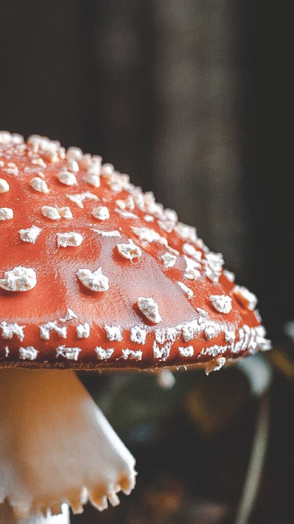 November 2025 Wallpapers – 56 Free Phone &amp; Desktop Calendars + Native American Heritage Month!, Oh So Lovely Blog