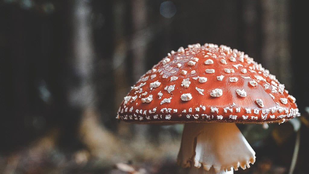 November 2025 Wallpapers – 56 Free Phone &amp; Desktop Calendars + Native American Heritage Month!, Oh So Lovely Blog