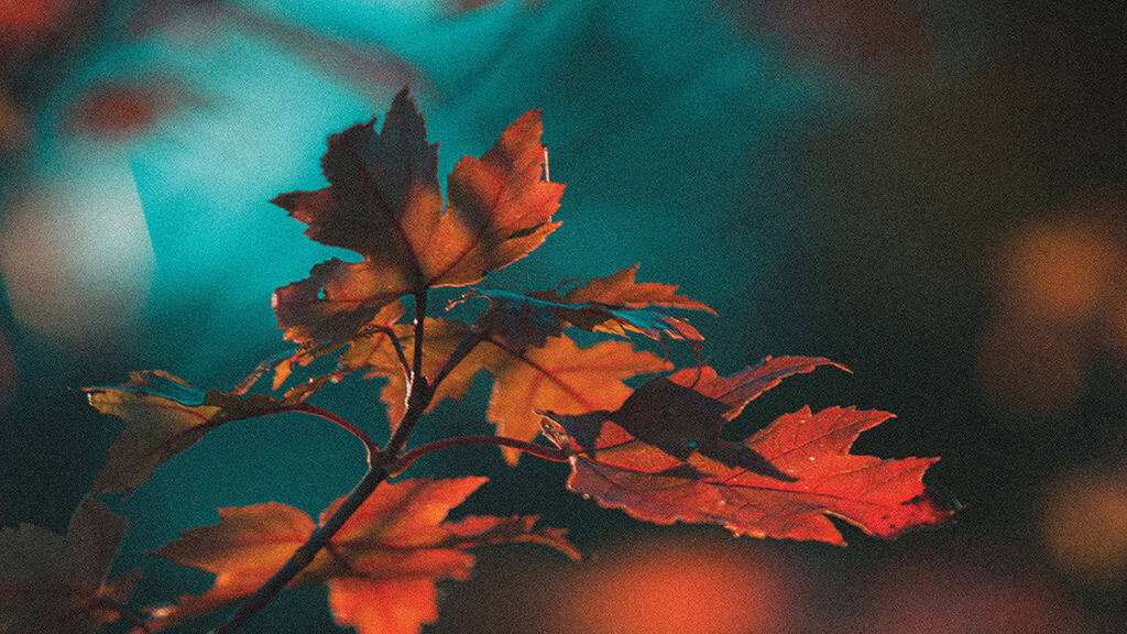 November 2025 Wallpapers – 56 Free Phone &amp; Desktop Calendars + Native American Heritage Month!, Oh So Lovely Blog