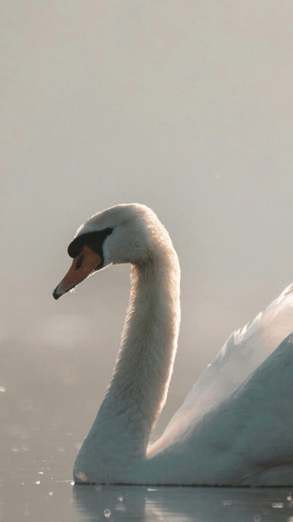 November 2025 Wallpapers – 56 Free Phone &amp; Desktop Calendars + Native American Heritage Month!, Oh So Lovely Blog