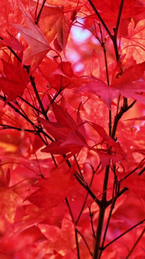 November 2025 Wallpapers – 56 Free Phone &amp; Desktop Calendars + Native American Heritage Month!, Oh So Lovely Blog