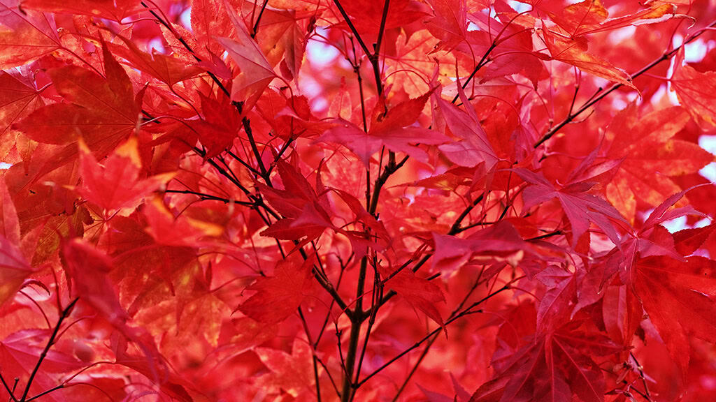 November 2025 Wallpapers – 56 Free Phone &amp; Desktop Calendars + Native American Heritage Month!, Oh So Lovely Blog